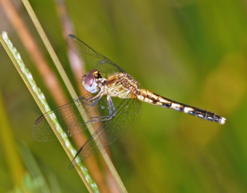 Female
2008_09_17_FL